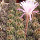 Echinopsis sp JL05-874 (fl.roses) DSCF1269.JPG